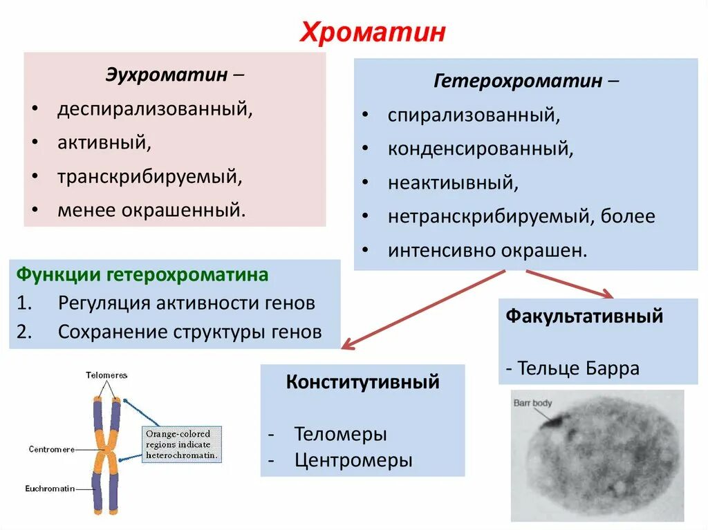 Строение ядра функции гетерохроматин эухроматин. Строение ядра хроматин эухроматин ядрышко. Степень конденсации эухроматин. Строение и функции гетерохроматина и эухроматина. Наследственный материал ядра