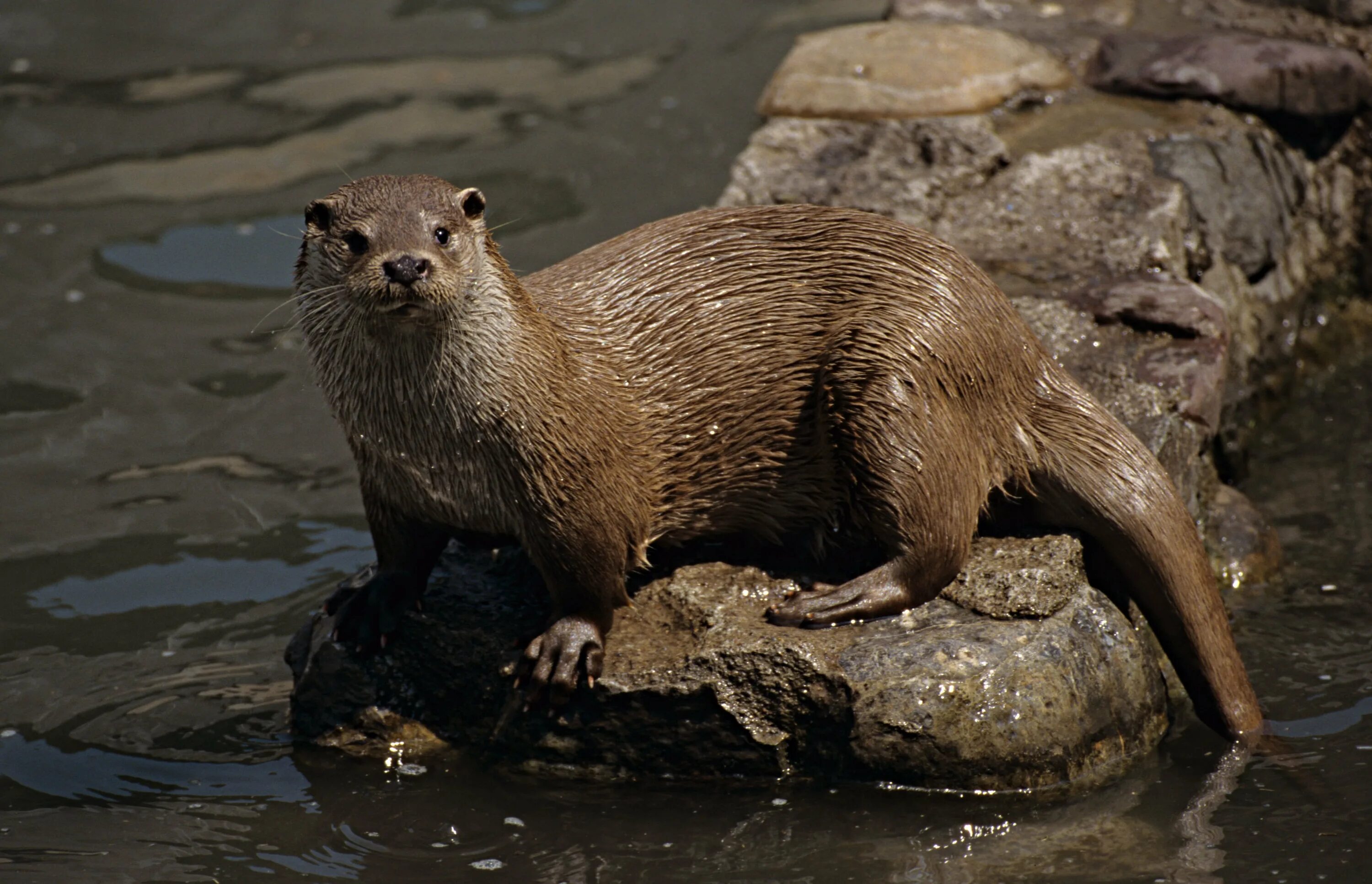 Грызун в воде. Кавказская выдра lutra lutra meridionallis. водоплавающие грызуны. нутрия золотистая. нутрия плывет.