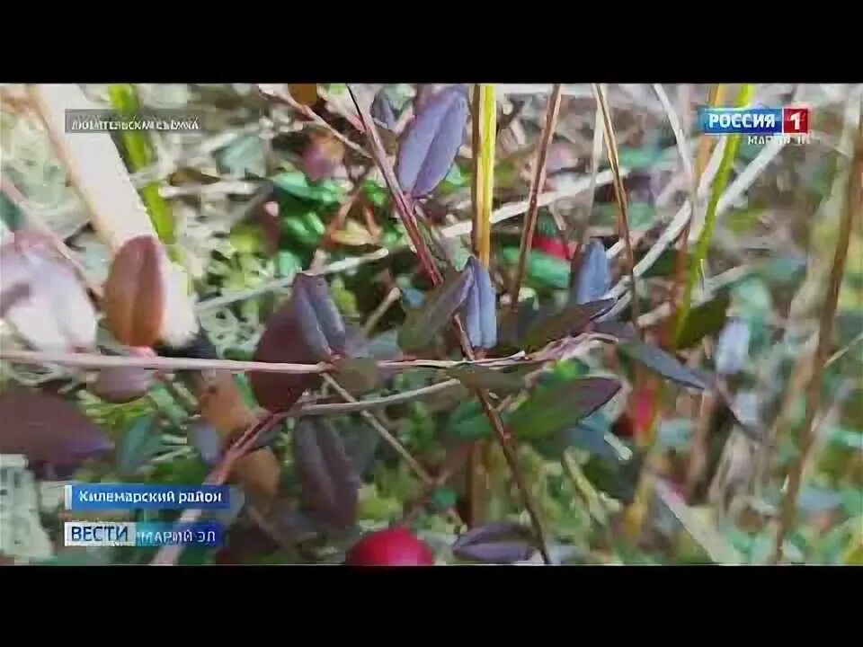 Сбор клюквы в марий эл. Сбор клюквы в марий эл