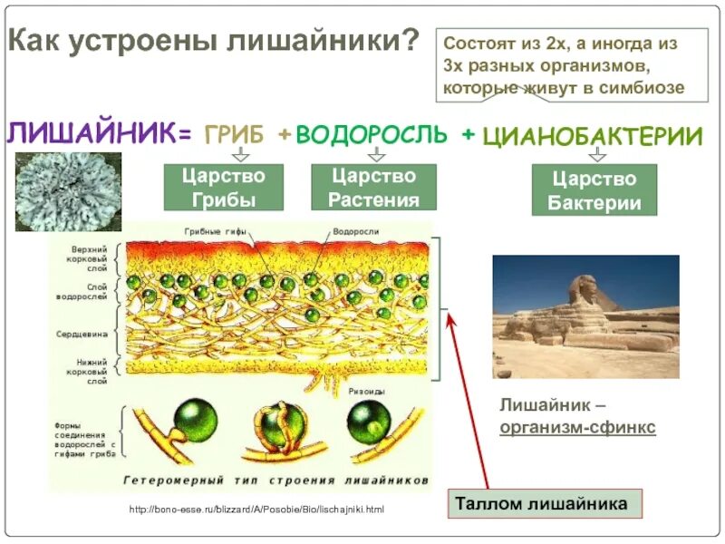 Лишайники строение размножение. Царство лишайники таблица. Строение лишайников, водорослей и грибов. Царство грибов и лишайников. Организмы царства грибов и лишайников.