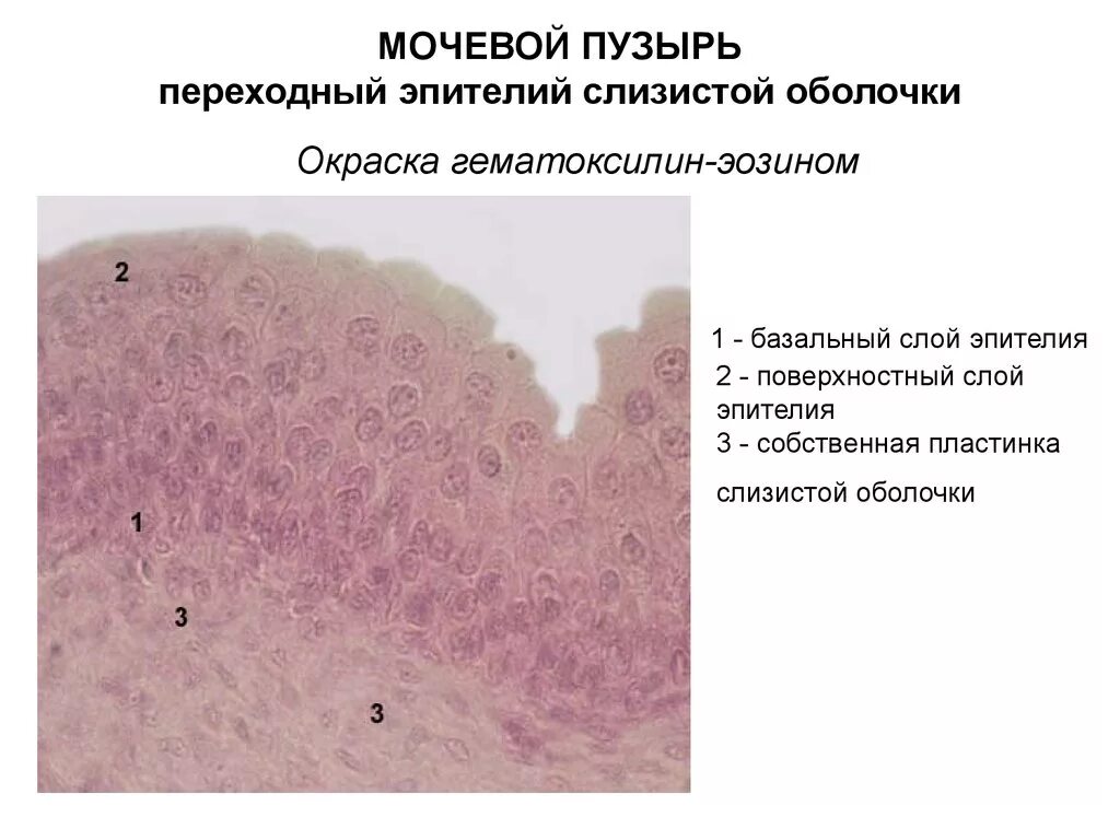 Слои переходного эпителия