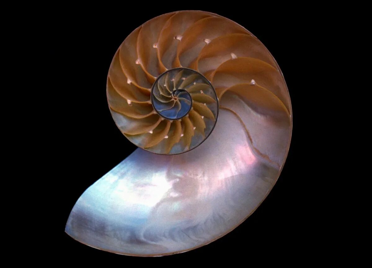 Раковина моллюска сканворд. Nautilus macromphalus. Наутилус моллюск раковина. Наутилус Помпилиус моллюск раковина. Раковина Наутилуса Геншин.