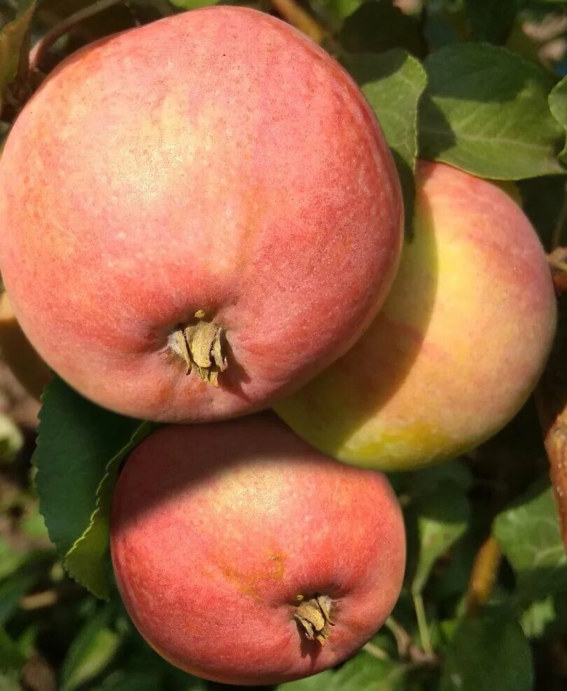 Яблоня вэм розовый. Яблоня сорт вэм-сувенир. Сорт вэм. Яблоня сорт вэм розовый. Яблоня сорт вэм-сувенир.