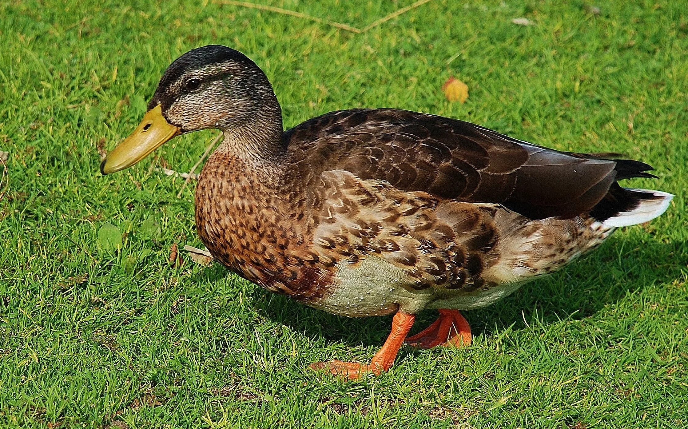 Duck bird