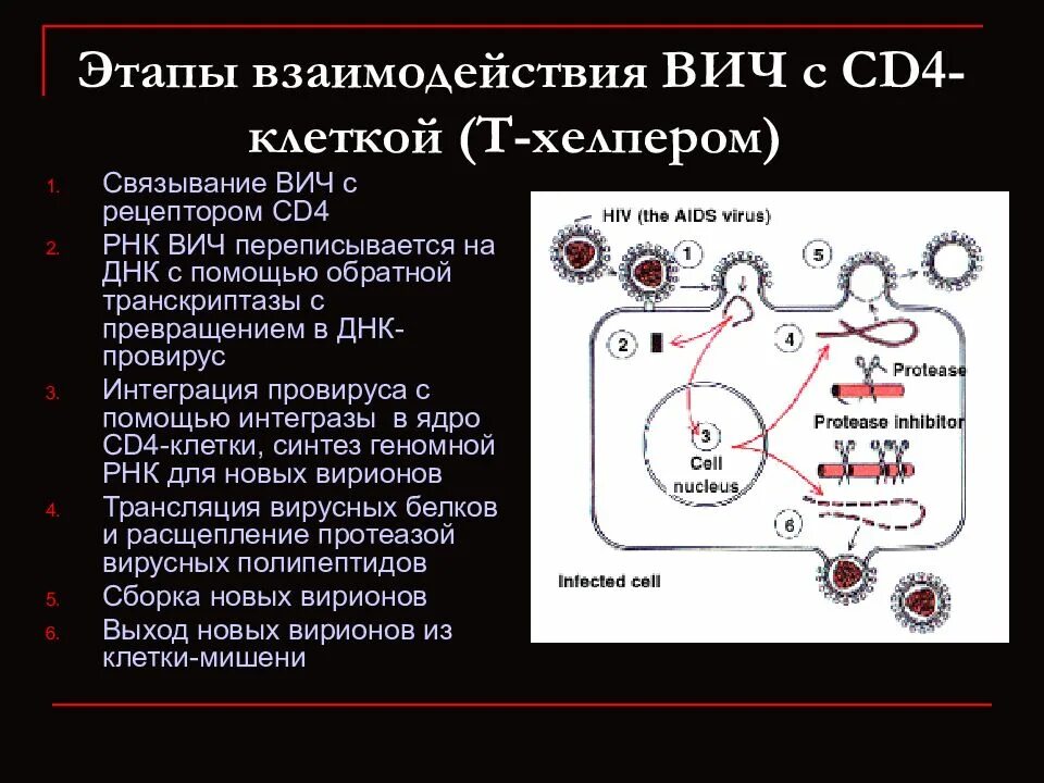 Стадии взаимодействия ВИЧ С клетками cd4. Жизненный цикл вируса иммунодефицита человека. Взаимодействие ВИЧ С клеткой. Жизненный цикл вируса ВИЧ.