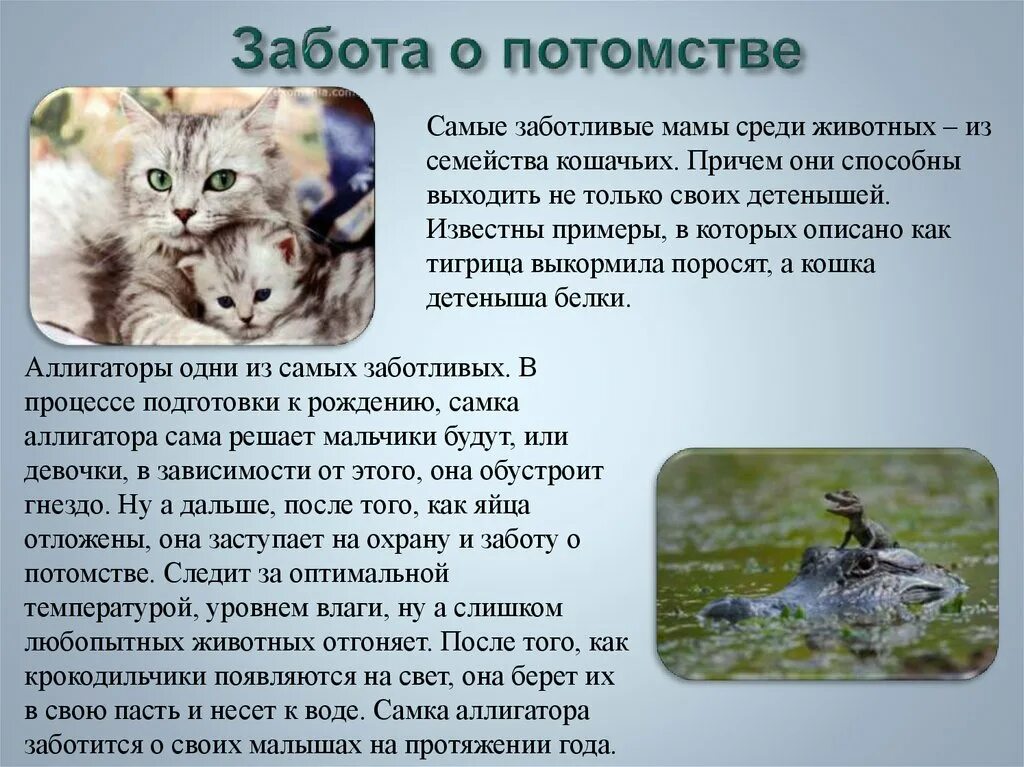 Привести примеры заботы о потомстве. Как животные заботятся о потомстве. Как животные заботятся о потомстве сообщение. Как животные заботятся о потомстве 3 класс. Как животные заботятся о потомстве приведи примеры.