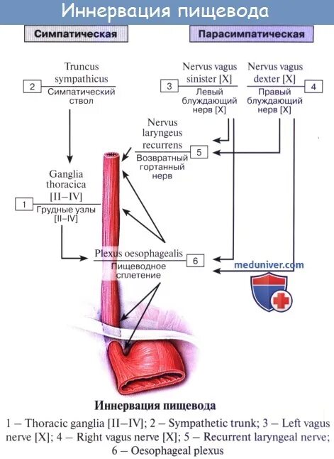 Нервный пищевод. Иннервация пищевода схема. Иннервация пищевода анатомия. Кровоснабжение и иннервация пищевода. Иннервация пищевода анатомия схема.