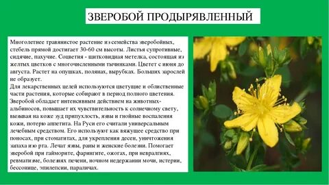Польза зверобоя для здоровья человека