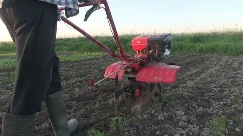Мотокультиватор картофель