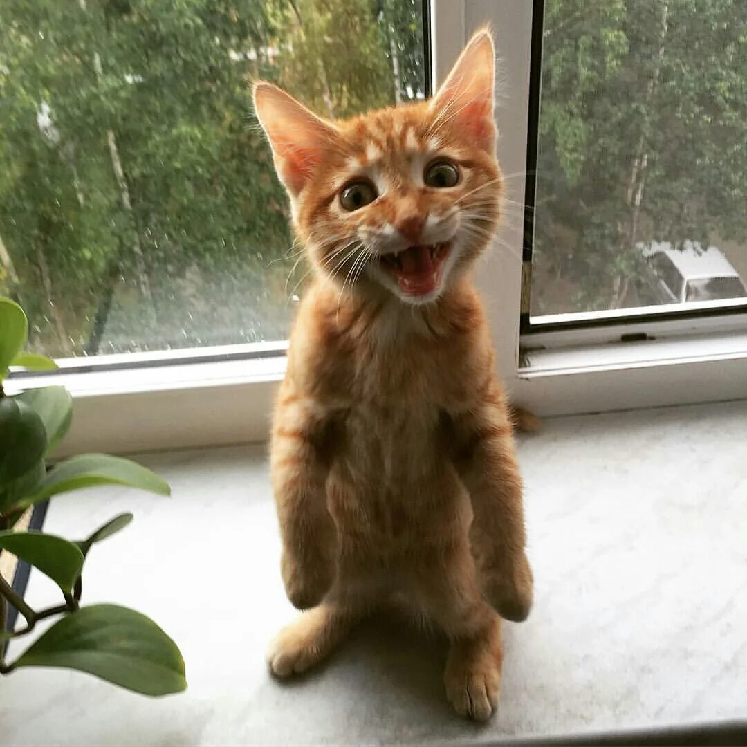 Рыжий котик мем. Смешной рыжий котенок. рыжаый котёнок смешной. вредный котенок. наглый котенок.