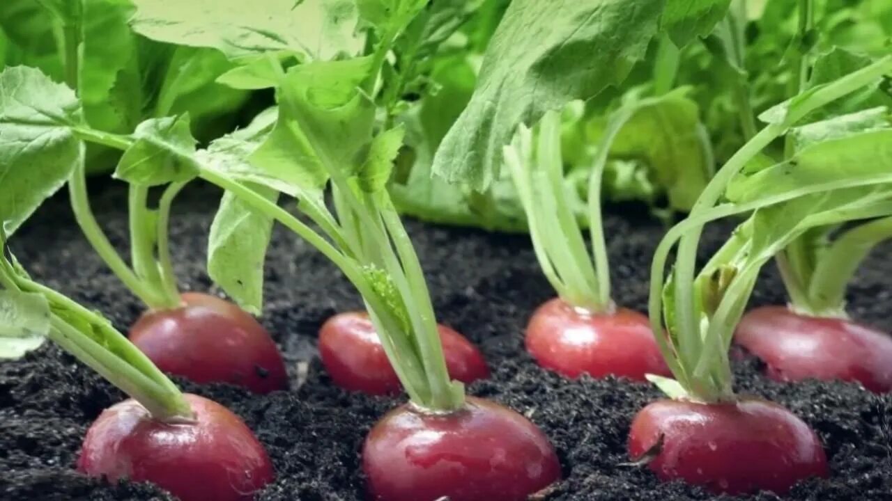 Можно ли сажать редис под зиму. Редис растет. редис на грядке. редиска под пленкой. редис крупный с маленькой ботвой.