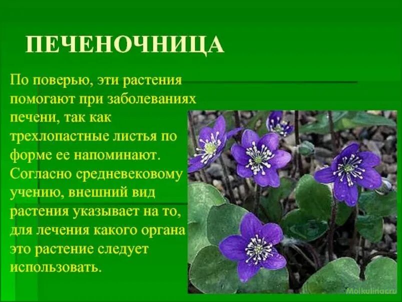 Поверье трав
