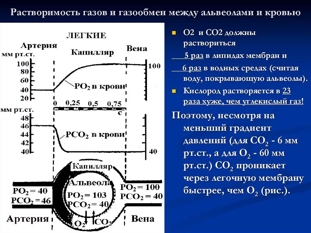 Обмен газов между альвеолярным воздухом и кровью. Газообмен между ольвиолами и кровью. Растворимость газов в крови. Газообмен между альвеолами. Обмен газов в легких схема.