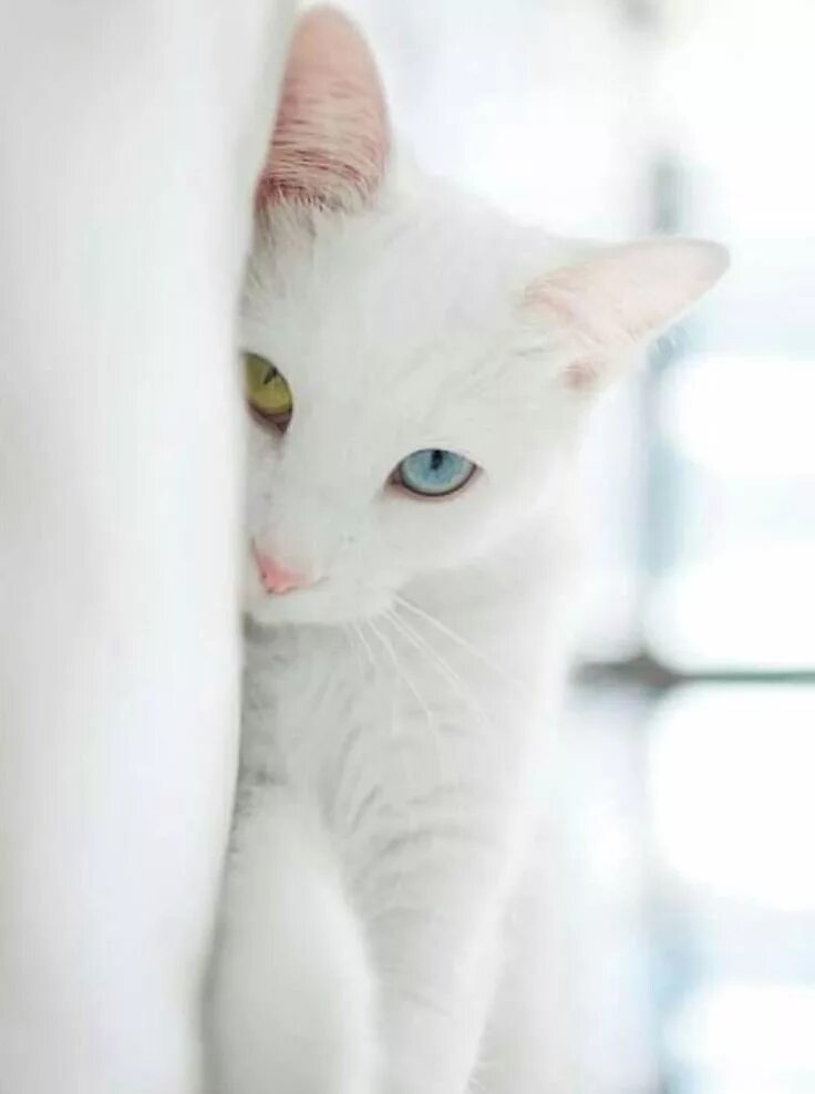 Белые кошечки картинки. Ангорская кошка короткошерстная. Као мани порода кошек. Као мани котята. Турецкая ангорская кошка короткошерстная.