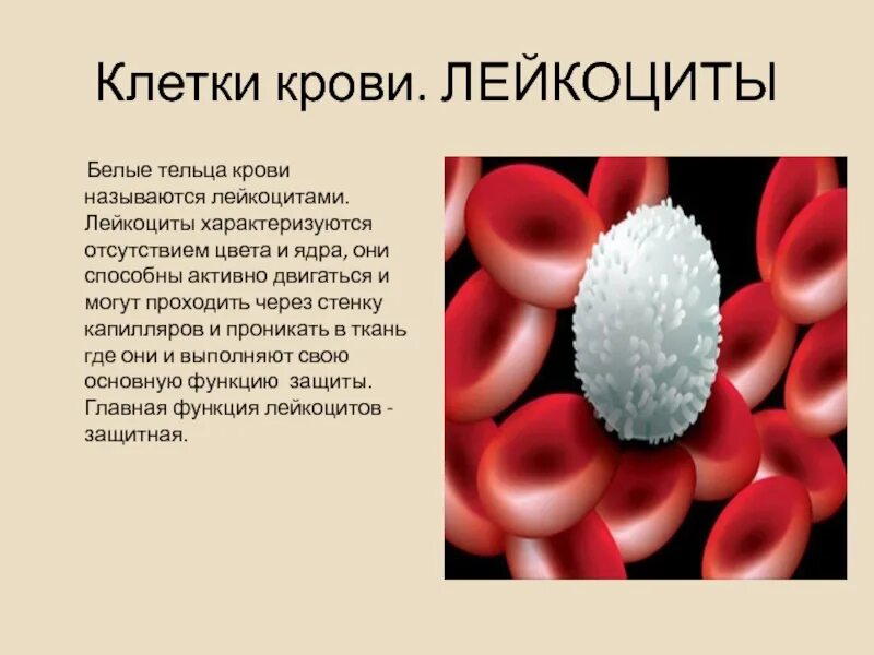 Лейкоциты 3 3 у мужчин. Кровяные тельца лейкоциты. Лейкоциты это белые кровяные клетки. Лейкоциты в крови 4,09. Лейкоциты белые кровяные тельца.