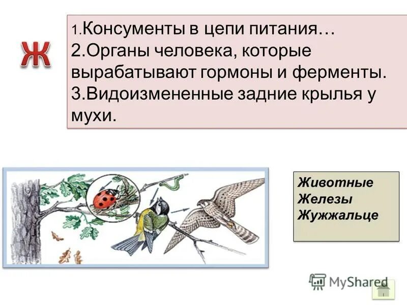 Цепи питания нектар муха. Три цепочки питания по биологии 6. Цепь питания трава. Пищевая цепь консументы. Пищевая цепь нектар цветов муха.