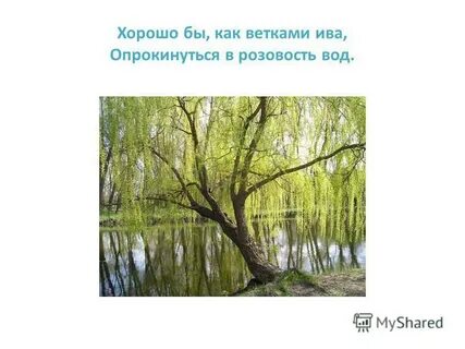 Я навек за туманы и росы полюбил