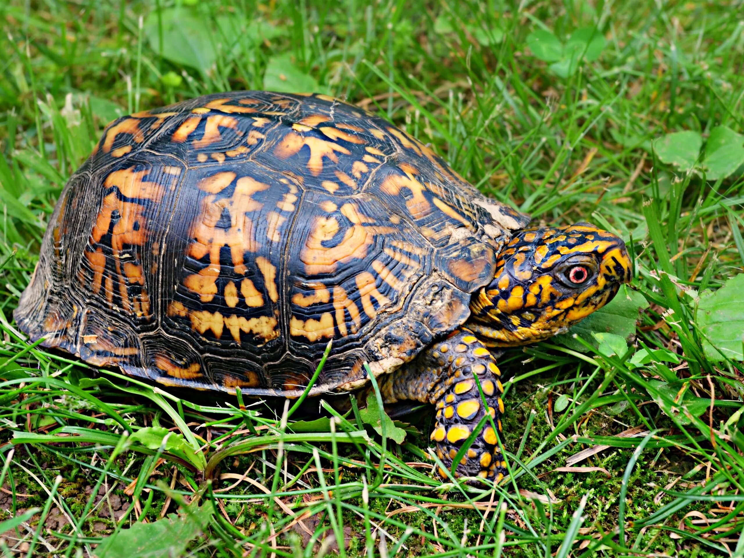 Make the turtle