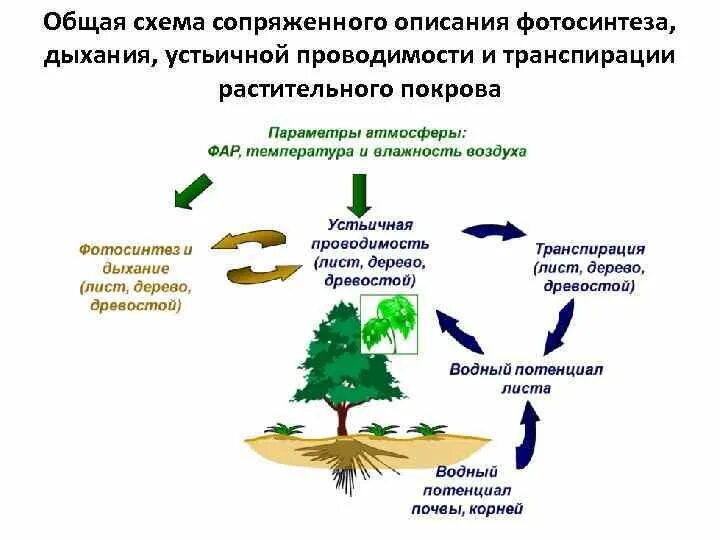 Транспирация и фотосинтез. Фотосинтез газообмен транспирация. Процесс фотосинтеза и транспирации. Дыхание растения и транспирация. Минеральное питание фотосинтез дыхание