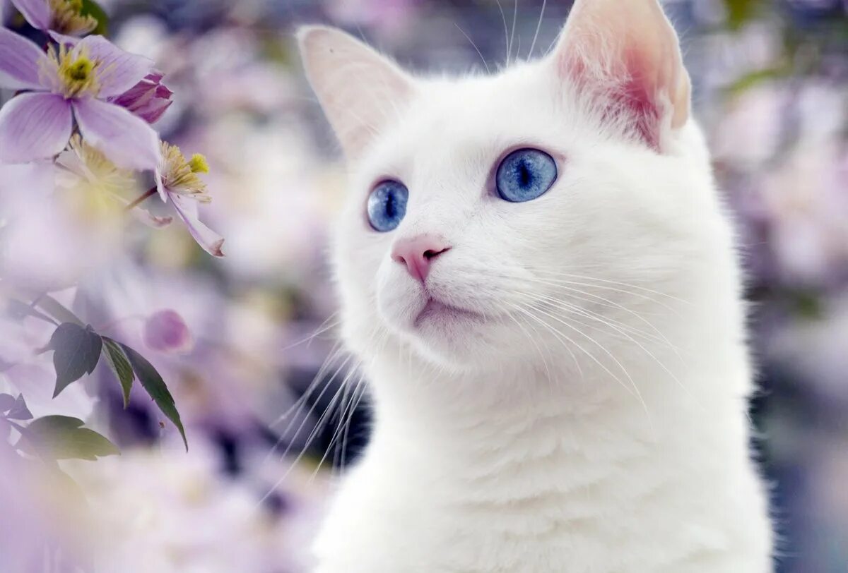 Као мани кошка с голубыми глазами. Као мани голубоглазые. Европейская короткошерстная кошка белая. Красивые котики. Белая киса