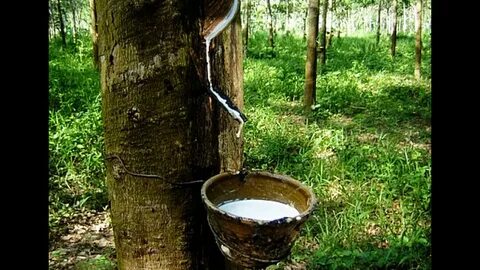 Молочное дерево из которого делают клей