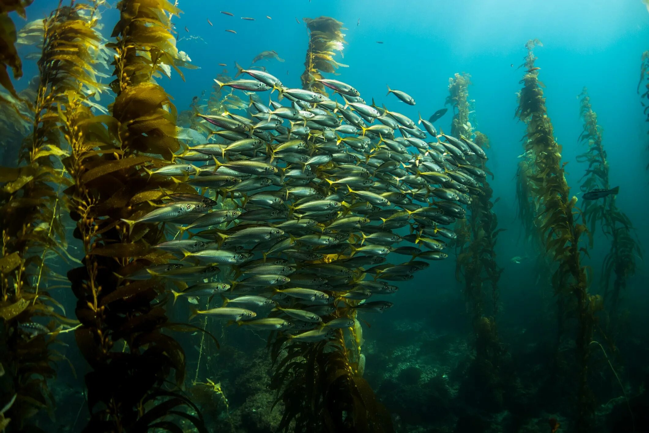 Водоросли келп ламинариевые. Бурая водоросль (Macrocystis pyrifera),. Макроцистис грушевидный келп. Ламинария Kelp.