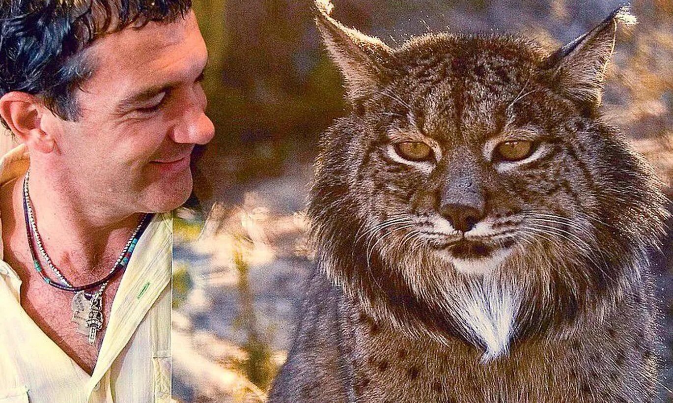 Саблезубый кот