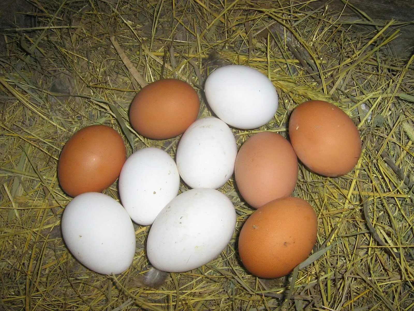 Покажи яйцо курицы. Хайсекс Браун яйцо. Ломан Браун яйценоскость. Инкубационное яйцо Ломан Браун. Хайсекс Браун цвет яйца.