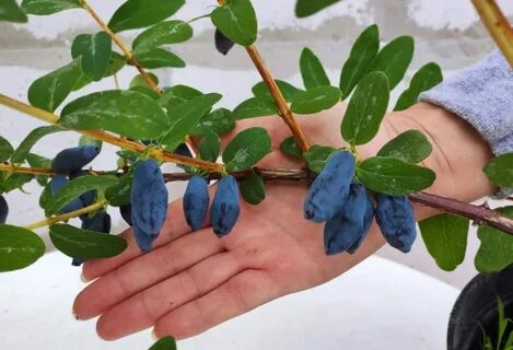 Жимолость индиго описание сорта отзывы