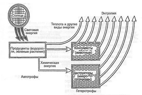 Схема передачи веществ и энергии