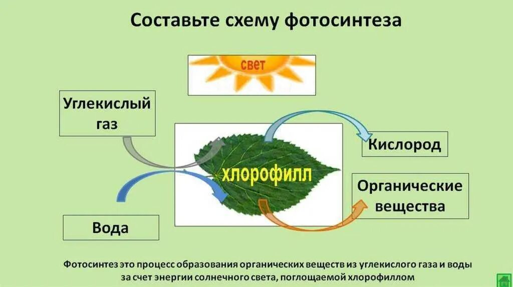 Органические вещества в процессе фотосинтеза. Выделение энергии при фотосинтезе. Выделение энергии при фотосинтезе. В процессе фотосинтеза происходит. Схема фотосистемы 2 фотосинтеза.