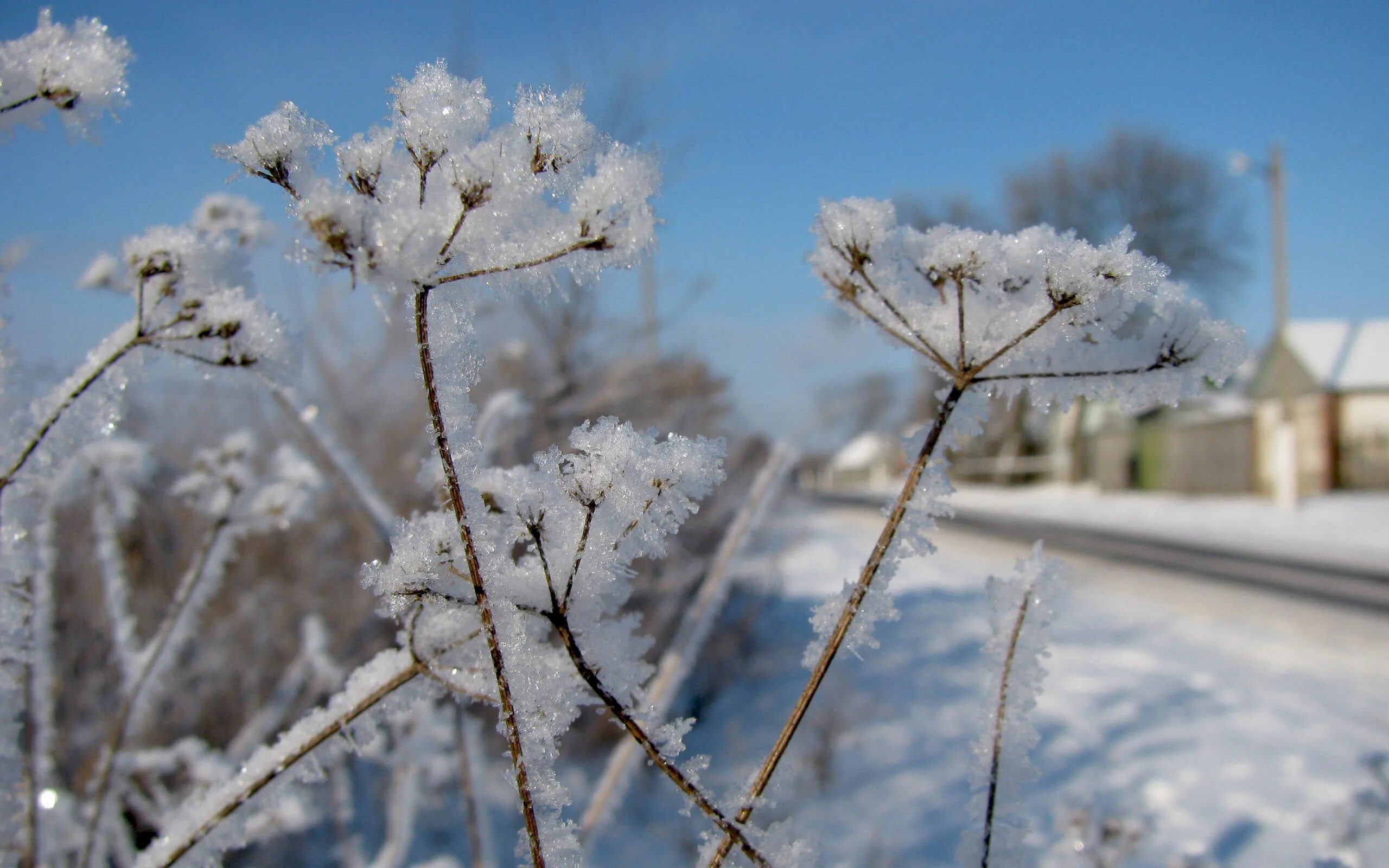 Засушливое лето морозная зима с сильными ветрами. Растения зимой. Растения в снегу. Цветы зимой.