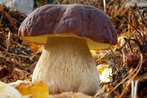 Покажи боровик