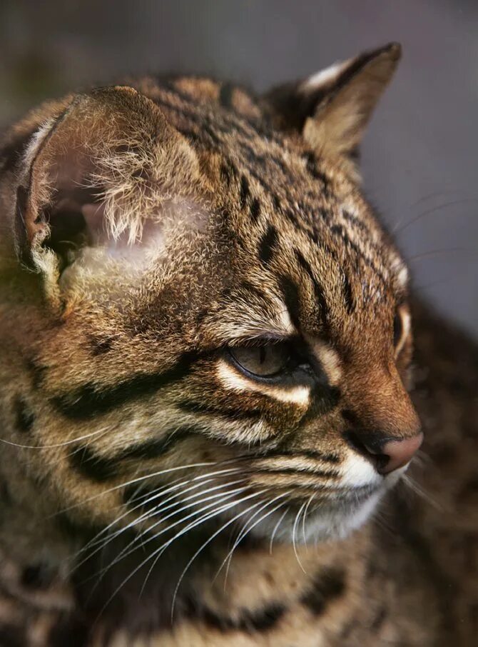 кошка жоффруа. кошка жоффруа.