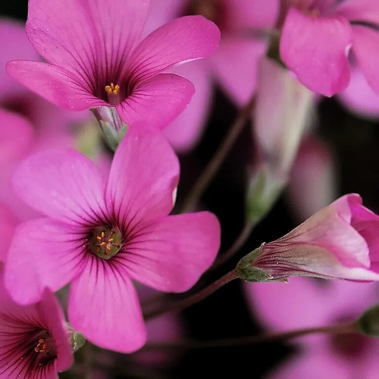 розовые цветы виды. флокс лилак клауд. розовые многолетники. космея дважды перестая. флокс побегоносный.