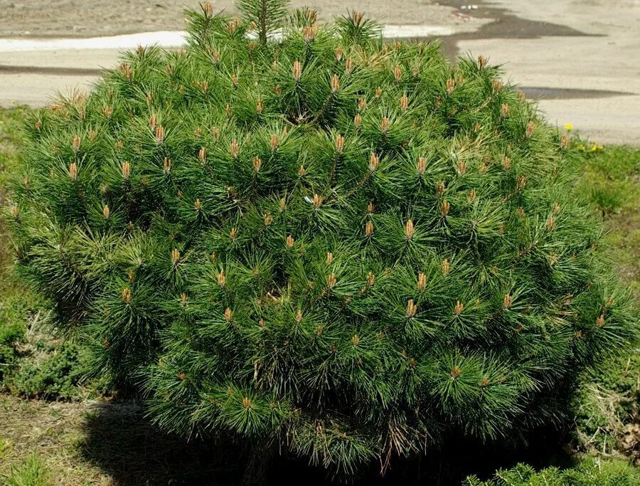 Сосна нигра описание. Pinus nigra Brepo. Сосна черная компакта. Сосна Pinus nigra Benelux. Сосна черная (Pinus nigra Benelux.