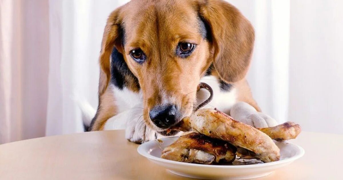 Животные и еда. Собака завтракает. Собачья еда. Диетотерапия животных.