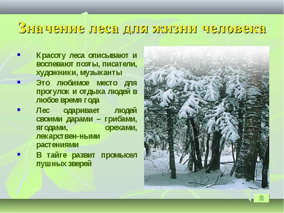 Презентация на тему лес. Роль леса в жизни человека. Презентация на тему лес и человек. Доклад лес и человек.