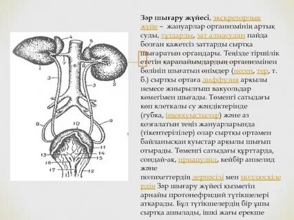 Қытай қыздары фетишті жек көреді