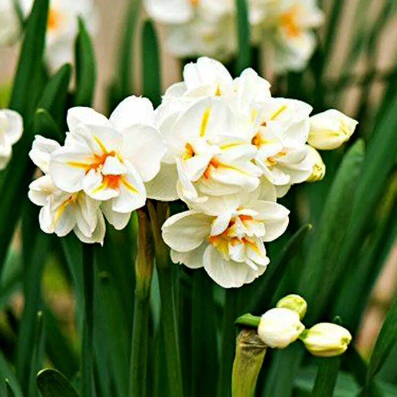 Нарцисс уинстон. Narcissus sir winston churchill. нарцисс черчилль. sir w. churchill нарцисс. нарцисс махровый сэр уинстон черчилль.
