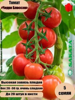 Чери блосэм отзывы