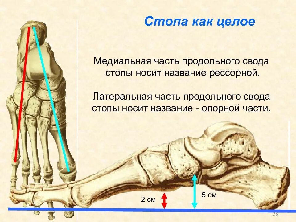 Свод функция. Поперечный свод стопы анатомия. Латеральная и медиальная сторона стопы. Медиальная сторона стопы. Стопа свод стопы анатомия.