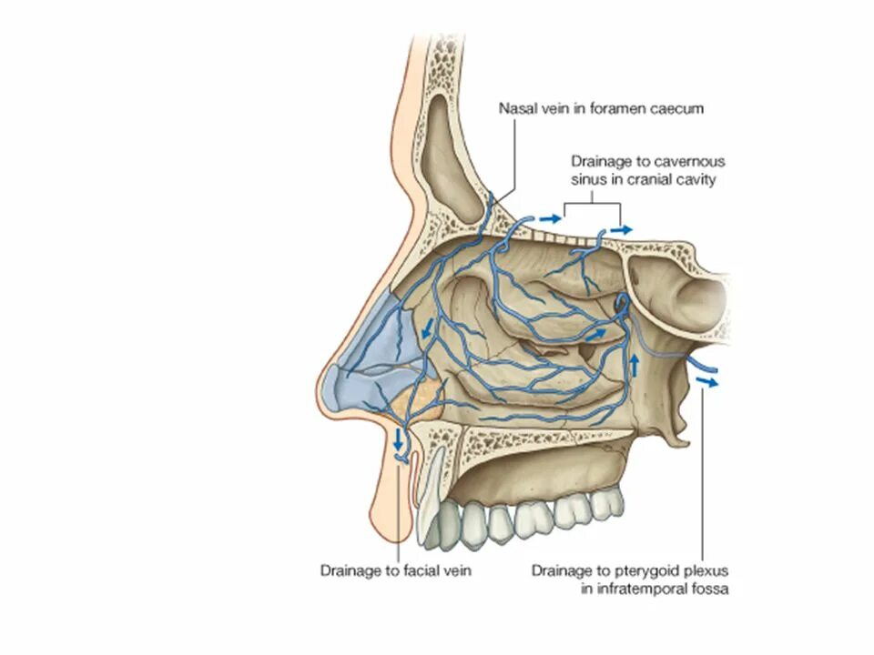 Nasal patch перевод. Foramen caecum резцы. Форамен цекум.