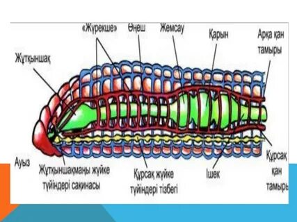 Сексуалды мұғалімдер