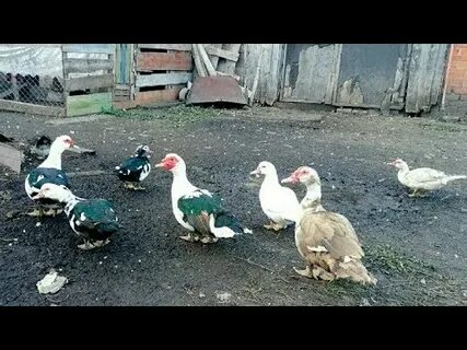 Индоутки на племя