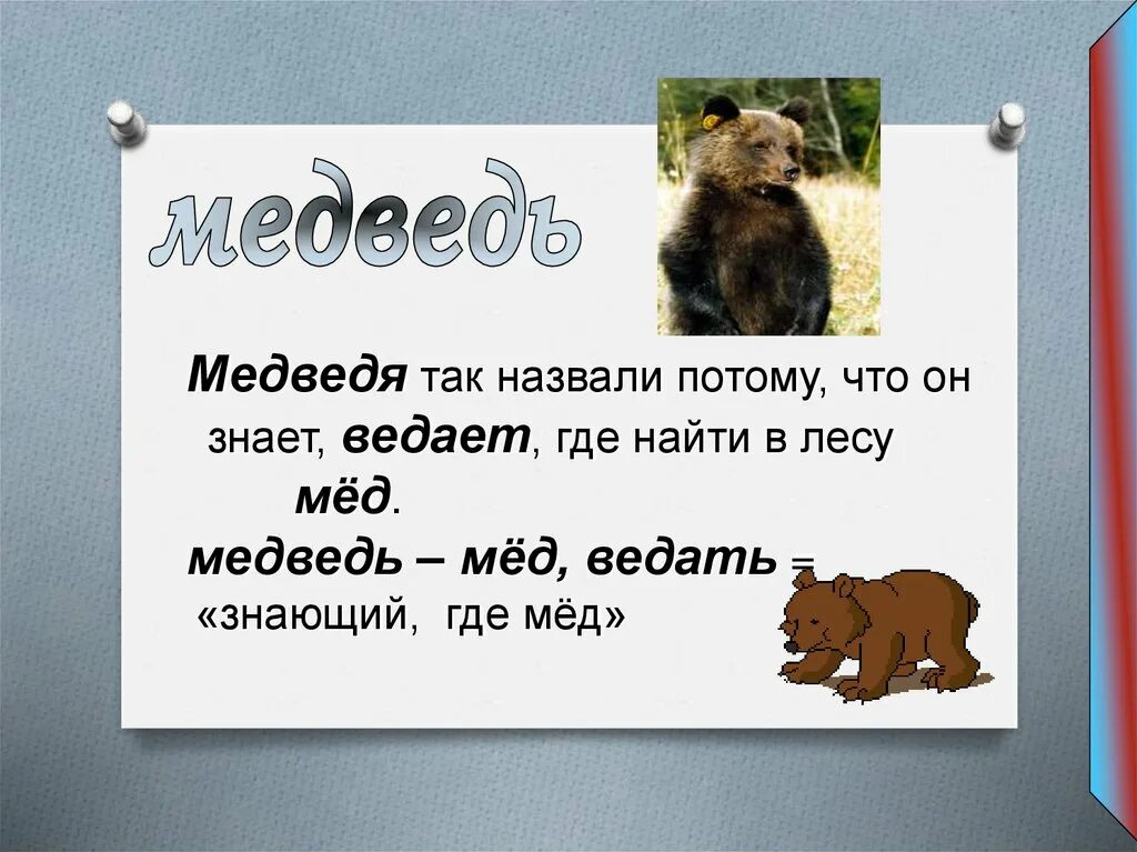 Медведи согласные звуки. Почему медведя так назвали. Почему медведь так называется. Почему медведя так зовут. Почему медведя назвали медведем.