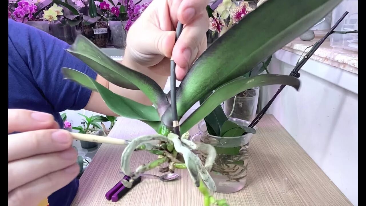 Обработка орхидеи. Обработка орхидеи. Удобрение орхидей перекисью водорода. Обработка орхидеи. Протирание листьев комнатных растений.