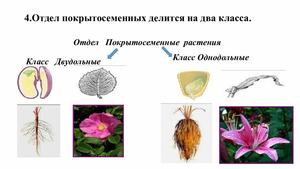 Признаки классов отделов покрытосеменные. Отдел покрытосеменных (цветковых)растений. Цветковые растения класс двудольные. Отдел Покрытосеменные растения двудольные. Отдел цветковые класс двудольные.