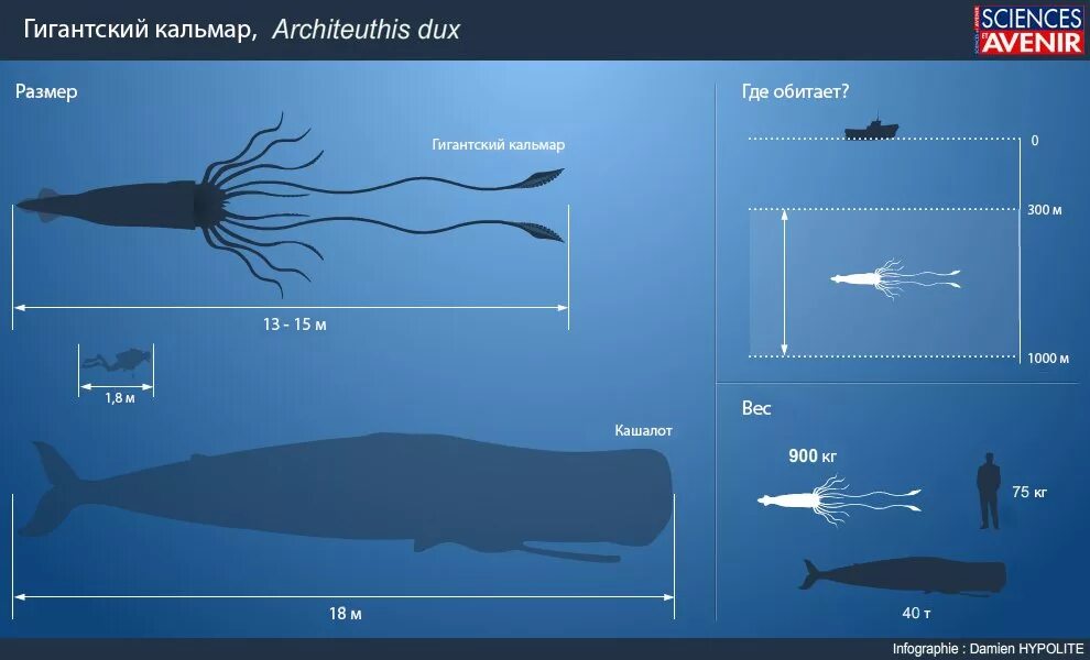 Размеры звезд классификация. Солнце самая большая звезда. Размерная сетка s-2xl. Какая самая большая звезда во вселенной. Самая большая звезда во вселенной.