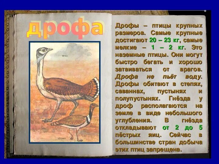 Сообщение о дрофе. Дрофа птица красная книга. дрофа описание. сообщение о дрофе 4 класс.